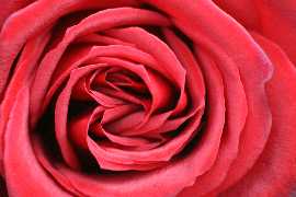 Rote Rose